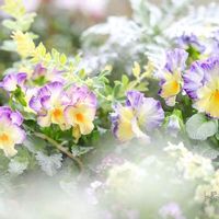 ビオラ・ヌーベルヴァーグ,お花大好き,ベランダガーデン,今日の一枚,サトウ園芸の画像