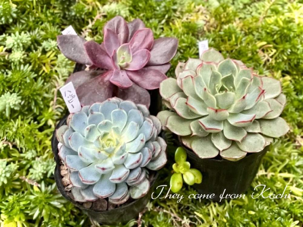 おまとめ！多肉植物^o^  あずき姫 おまとめ！多肉植物^o^ あずき姫 【公式通販】