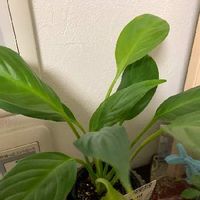 スパティフィラムの育て方 植え替えや株分けのやり方は 花が終わったら Greensnap グリーンスナップ