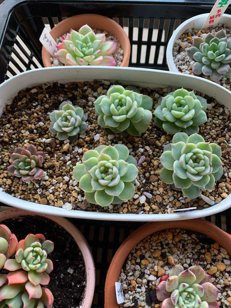 Top【選抜株】多肉植物　22047 レッド　ベルベット12個　鉢無し/脱土 Top【選抜株】多肉植物 22047 レッド ベルベット12個 鉢無し/脱土 Top