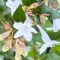 アベリア,庭木,山野草,花木,樹木の画像