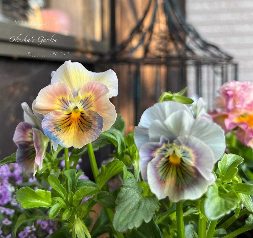 ➁おかーしゃビオラ&パンジー2022〜2023 No.31〜｜🍀GreenSnap