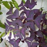 オキザリス 紫の舞（トライアングラリス）,癒しの葉,可憐な花,大切な癒やし,パープルのお花の画像