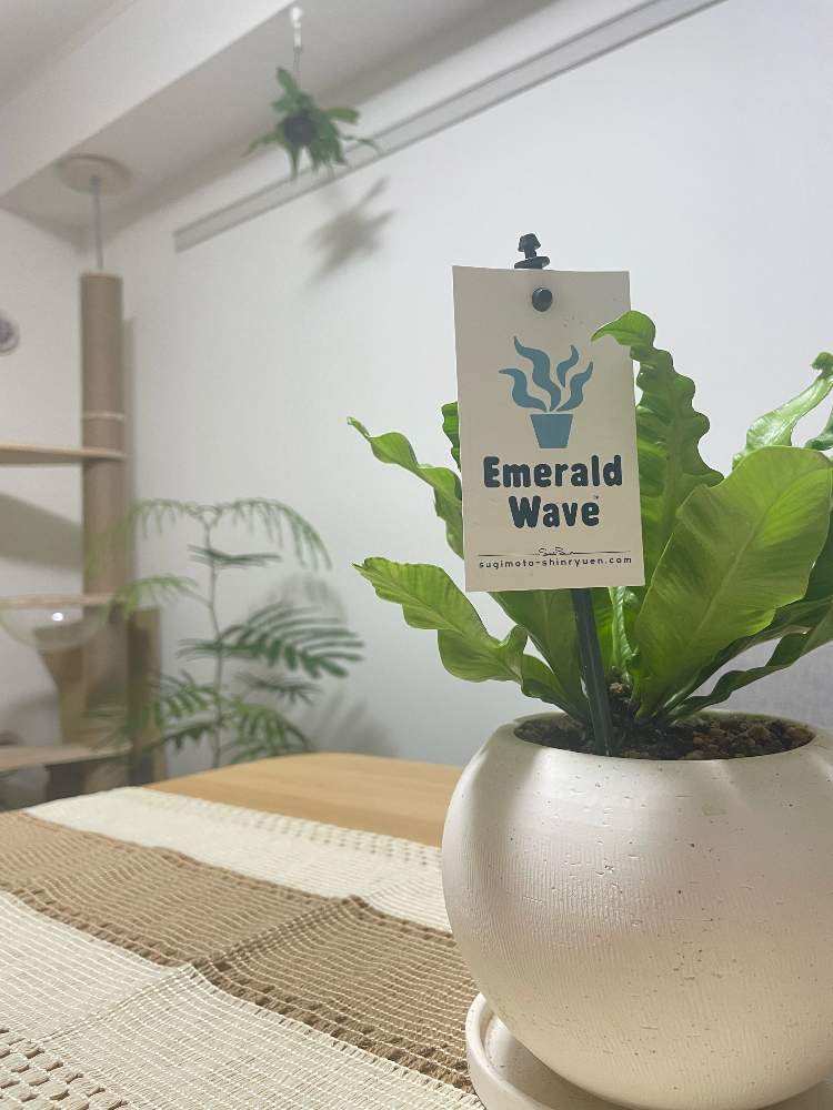 エバーフレッシュの投稿画像 By Uluさん エメラルドウェーブとコウモリラン ビカクシダと部屋と観葉植物とネコのいる暮らしとねこと緑のある暮らしと観葉植物とネコのいる暮らしとねこと緑のある暮らし 22月12月4日 Greensnap グリーンスナップ Greensnap