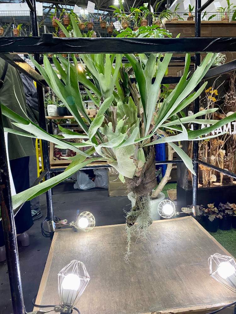 ウスネオイデスの投稿画像 By ウメフジさん ビカクシダとコウモリランと着生植物と群生と流木と花 友フェスタとエアプランツとエアープランツ チランジアと着生植物と群生と流木と花友フェスタとエアプランツとエアープランツ チランジア 22月12月5日 Greensnap