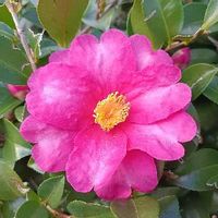 花言葉,ピンクの花,サザンカ(山茶花),月曜日にビタミンカラーの画像