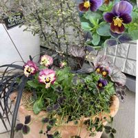 コクリュウ（黒竜）,ヒューケラ ドルチェ,ビオラ フロステッドチョコレート,コロキアコトネアスター,クローバー ティントの画像