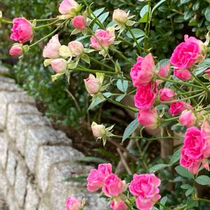 ミニバラ,お散歩,おでかけ,街の植栽,道端で♪の画像