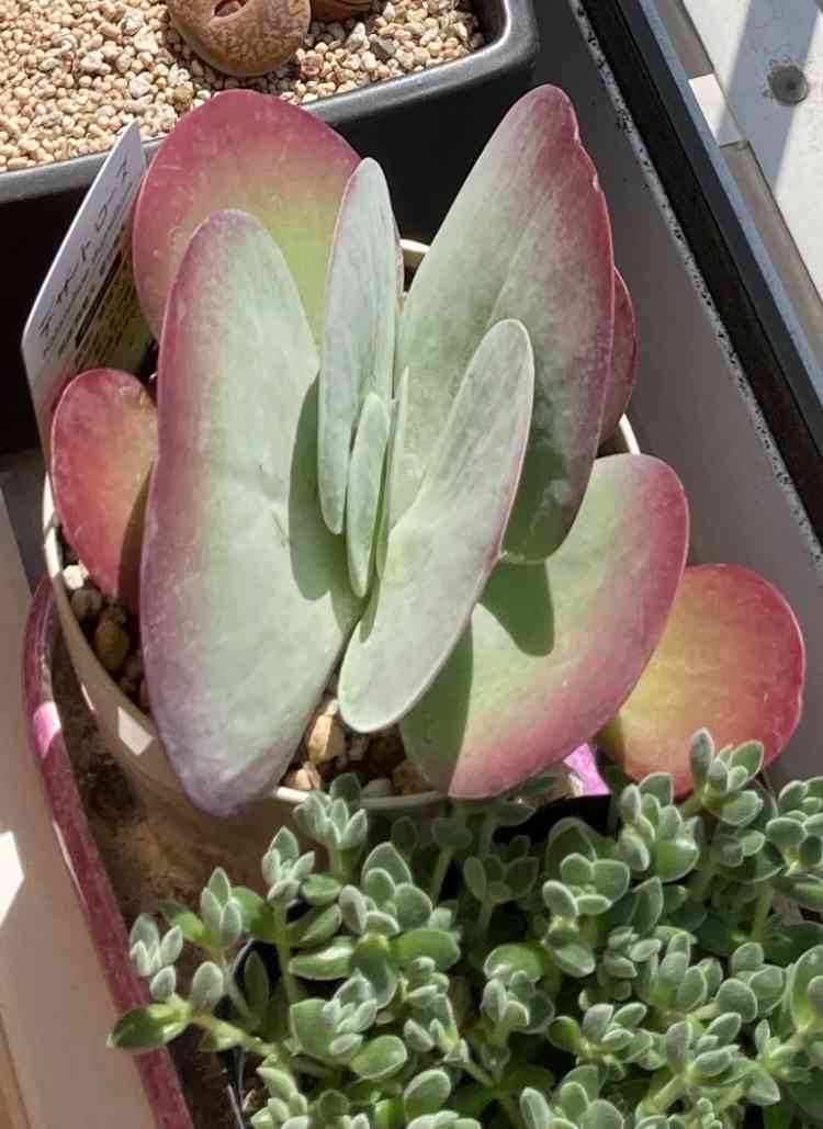 デザートローズの徒長からの復活｜🍀GreenSnap（グリーンスナップ）