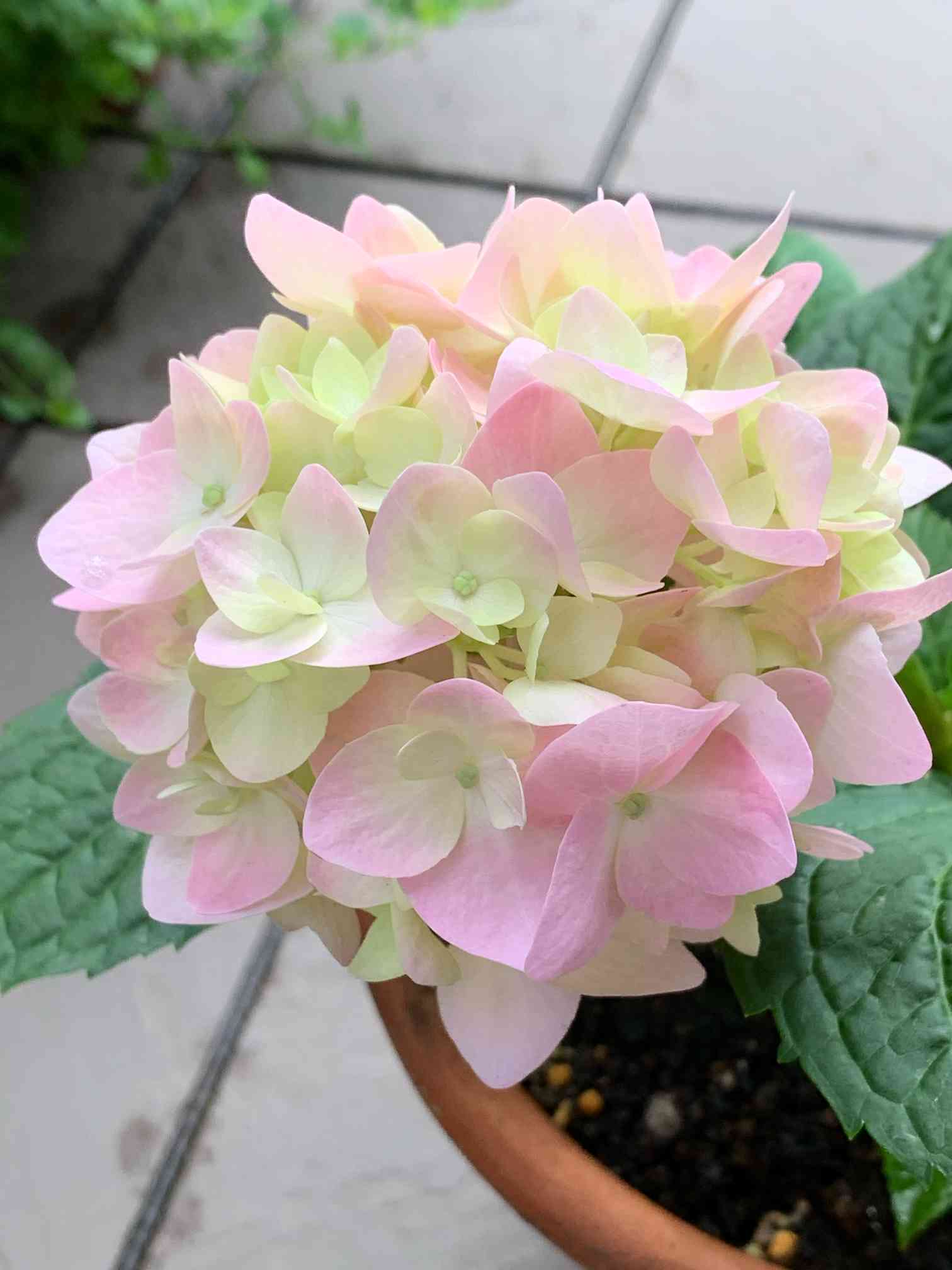 四季咲きアジサイ霧島の恵はどこまで咲いたか？｜🍀GreenSnap