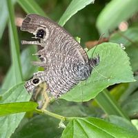 クワ,ヒメウラナミジャノメ,山野草,里山,昆虫シリーズの画像