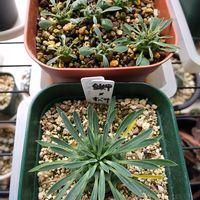 オベサ,ユーフォルビア 鉄甲丸,ユーフォルビア・オベサ鉄甲,ユーフォルビア,やまさんちのオベサ鉄甲実生記録の画像