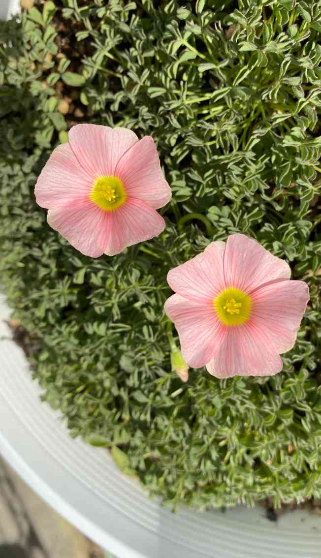 Oxalis obtusa Sakura Jellyの一覧｜🍀GreenSnap（グリーンスナップ）