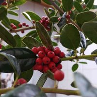 クリスマスホーリー,こまりねこクリスマスホーリー,小さな庭の画像