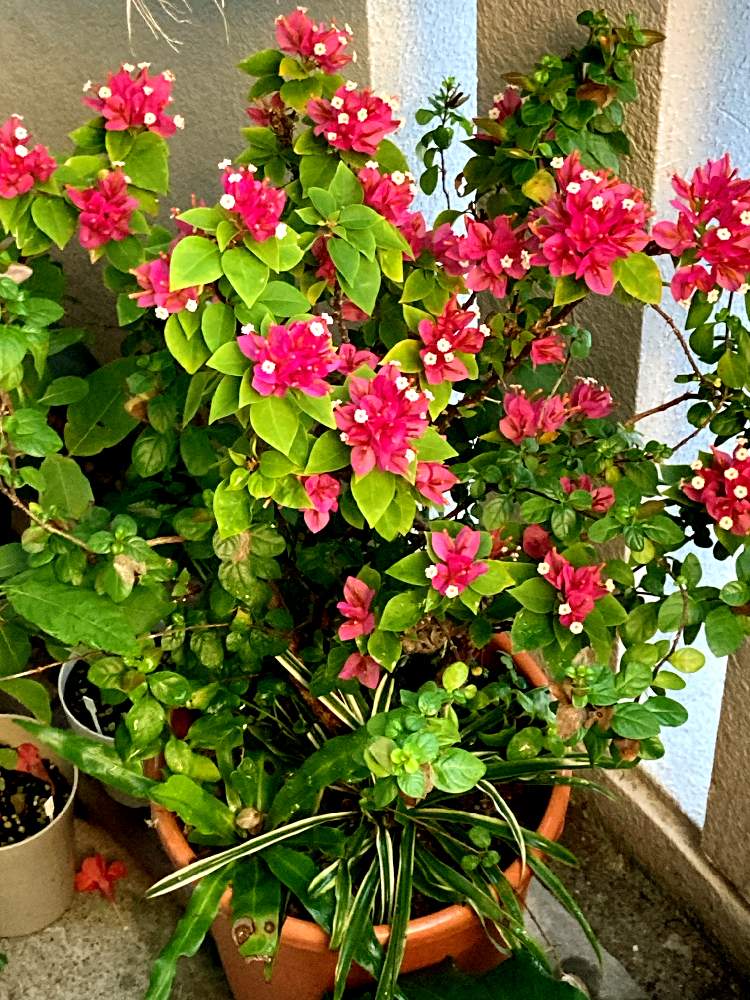 ブーゲンビリアの投稿画像 By いんみさん バルレリア レペンスとオオタニワタリとオリヅルラン 22月12月5日 Greensnap グリーンスナップ Greensnap グリーンスナップ