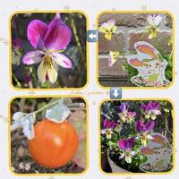 コラージュ仲間達,ピンクの花,おうち園芸,黄色い花,オレンジ色の実の画像