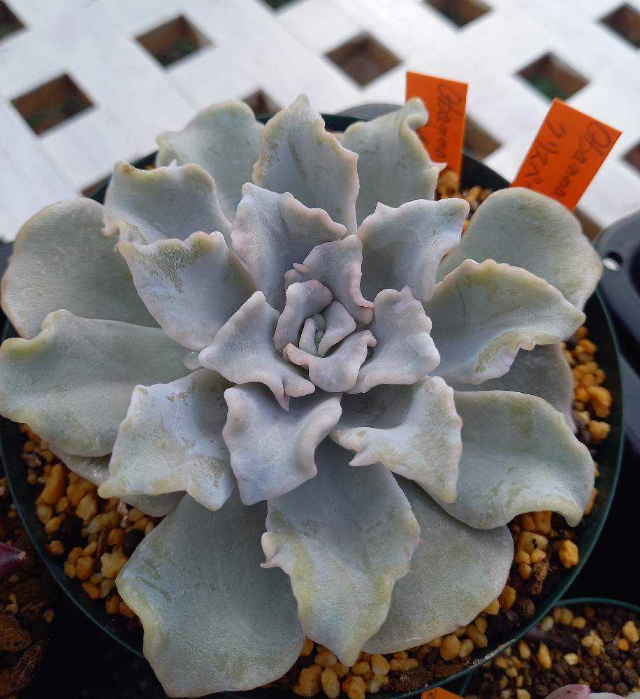 701🌹🌹クリスペートビューティー｜🍀GreenSnap（グリーンスナップ）