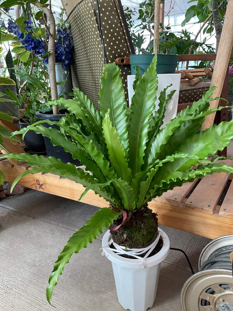 オオタニワタリの投稿画像 By Greens Houseさん インテリアと多肉植物と愛知県とみどりのある暮らしと観葉植物と癒やしの植物と観葉植物のあるお店とグリーンインテリアとおうち時間とわが家の観葉植物 と植物大好きとgreens Houseとインテリアと植物とおしゃれな鉢と