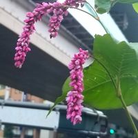オオケタデの画像