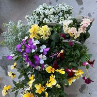 ビオラ・パンジー,寄せ植え,ガンバレ！,いい事ありますように,お花大好きの画像
