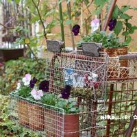 my garden,リメ缶,gardening,庭の花,手作りの庭の画像