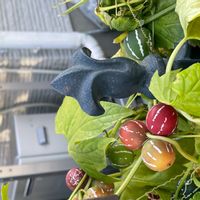 オキナワスズメウリ,実がなる植物,植物散歩,あか❤,秋色✽の画像