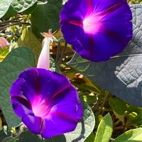 ノアサガオ,散歩,紫の花,花のある暮らし,小さな幸せ♡の画像