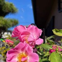 フラワーガール,ばら バラ 薔薇,いつもありがとう♡,水曜ローズショー,手作りの庭の画像