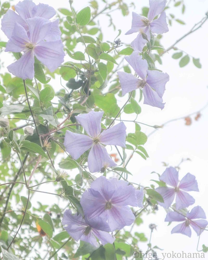 ヒガ君さんの港の見える丘公園への投稿