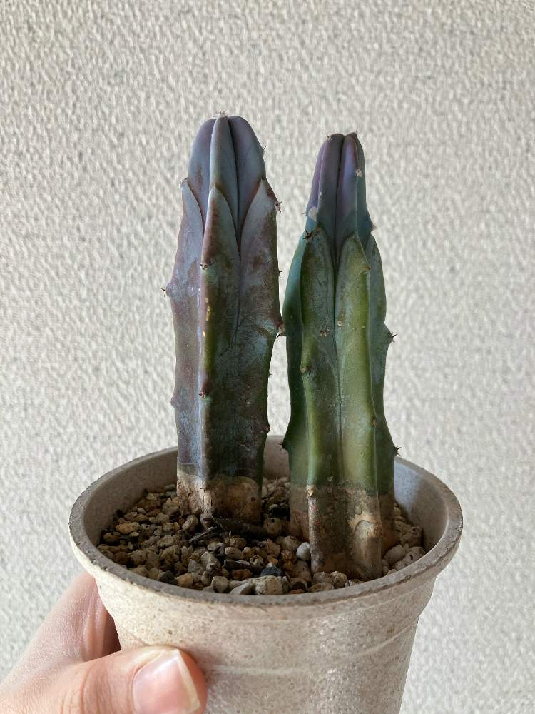 柱サボテンの紫変色について Greensnap グリーンスナップ