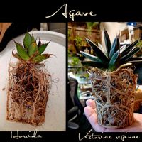 ホリダ,アガベ　笹の雪,多肉植物,観葉植物,多肉初心者の画像