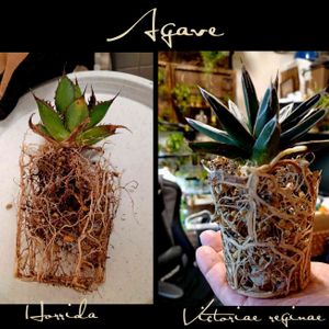 ホリダ,アガベ　笹の雪,多肉植物,観葉植物,多肉初心者の画像