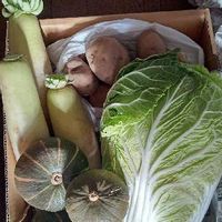 白菜,ジャガイモ,大根,かぼちゃ,田舎暮らしの画像