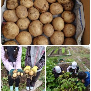 じゃがいも男爵,冬野菜,職場の畑,畑の画像