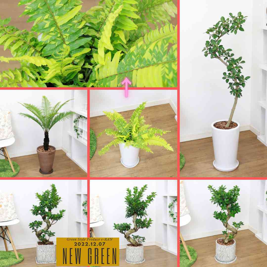 ブレクナム ギッバム ロマリアの投稿画像 by eRANさん｜フランスゴムの木とガジュマルとボストンファーン ハッピーマーブルとインテリアと