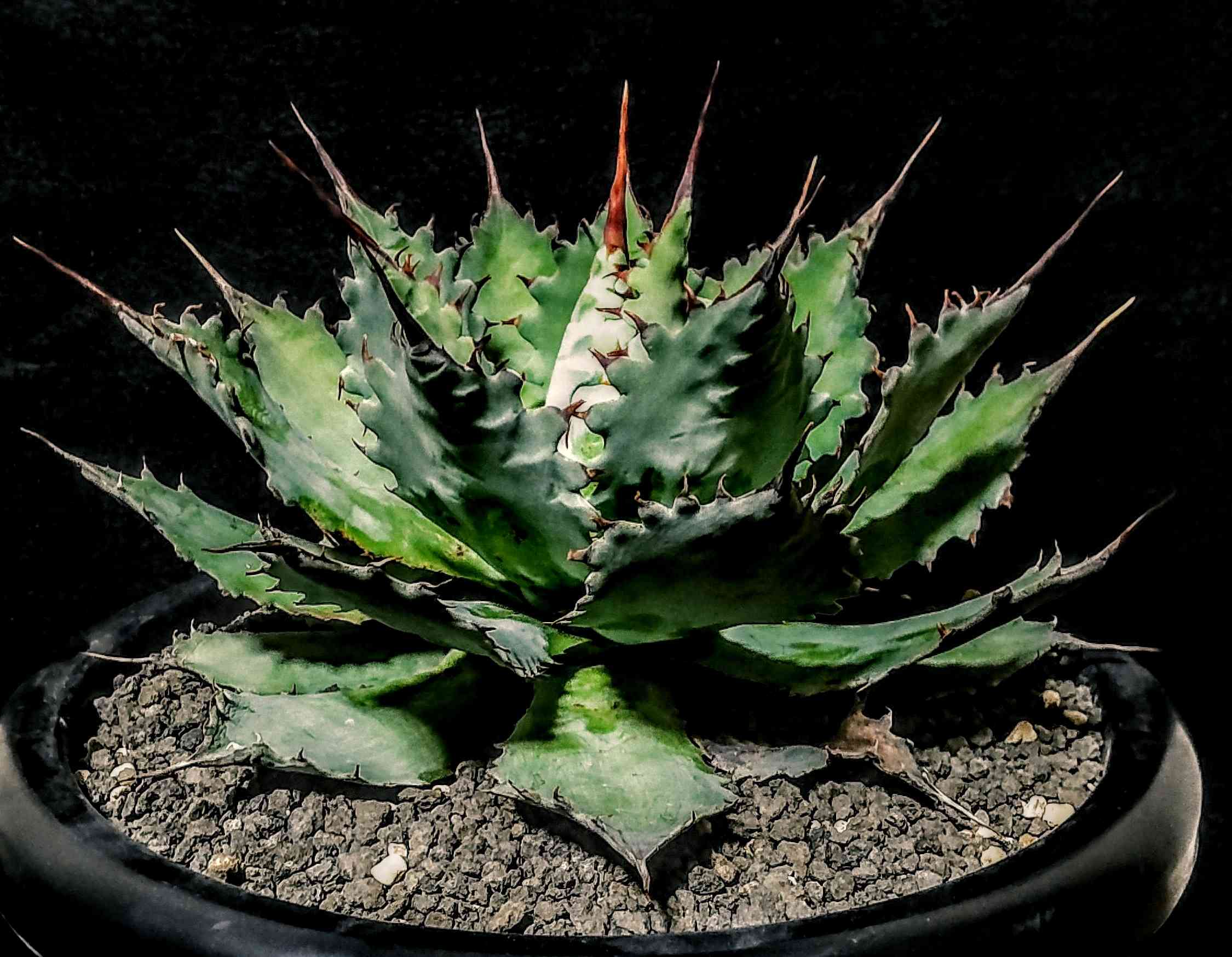 アガベ チェリースウィズル 赤棘 スパイラル 親株写真ナシ 新鮮カキコ