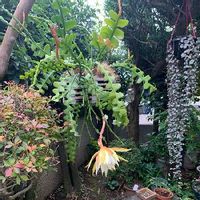 フィッシュボーン カクタス,開花中,サボテン科,植物のある生活,植物のある暮らしの画像