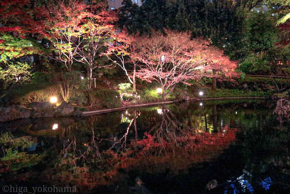 ヒガ君さんの横浜公園への投稿