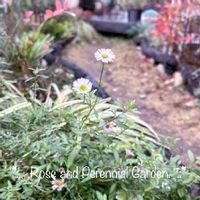 宿根草の庭,耐寒性宿根草,ナチュラルガーデン,おうち園芸,イングリッシュガーデンの画像