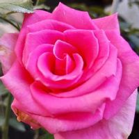 ピンクパンサー 薔薇,咲いてくれてありがとう❤,おうち園芸,鉢植えのバラ,薔薇♪の画像