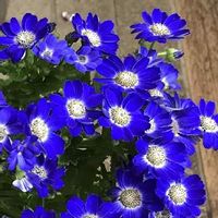 サイネリア,過去pic,繋がりに感謝,青いお花,今日のお花の画像