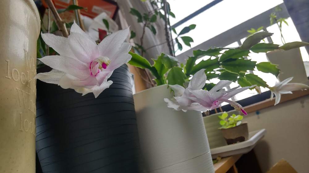 シャコバサボテンの投稿画像 By すずさん サボテンと観葉植物とピンクの花と咲きましたと挿し木とおうち園芸と開花記録と白い花と色の変化を楽しむと観葉植物 とピンクの花と咲きましたと挿し木とおうち園芸と開花記録と白い花と色の変化を楽しむ 22月12月8日