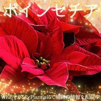 アジサイ 紫陽花 の肥料 与える時期はいつ 青や赤アジサイの追肥のコツは Greensnap グリーンスナップ