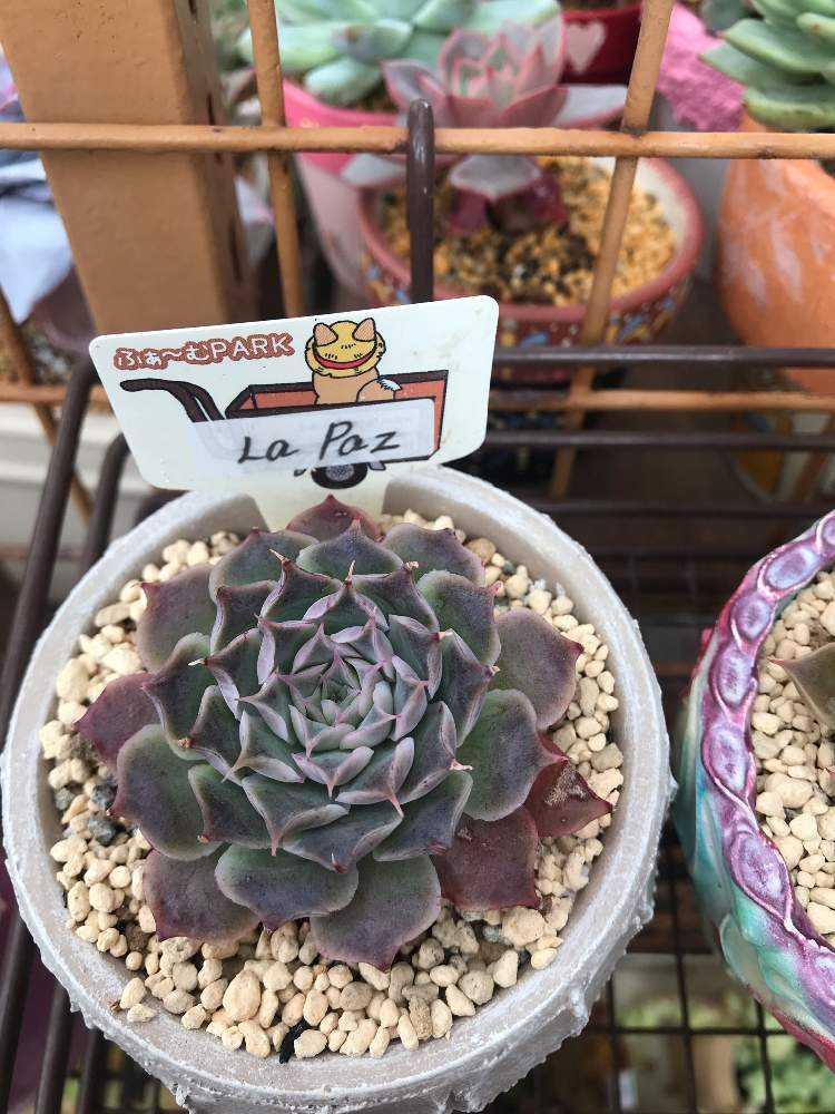 ヒアリナ・ラパス 成長記録｜🍀GreenSnap（グリーンスナップ）