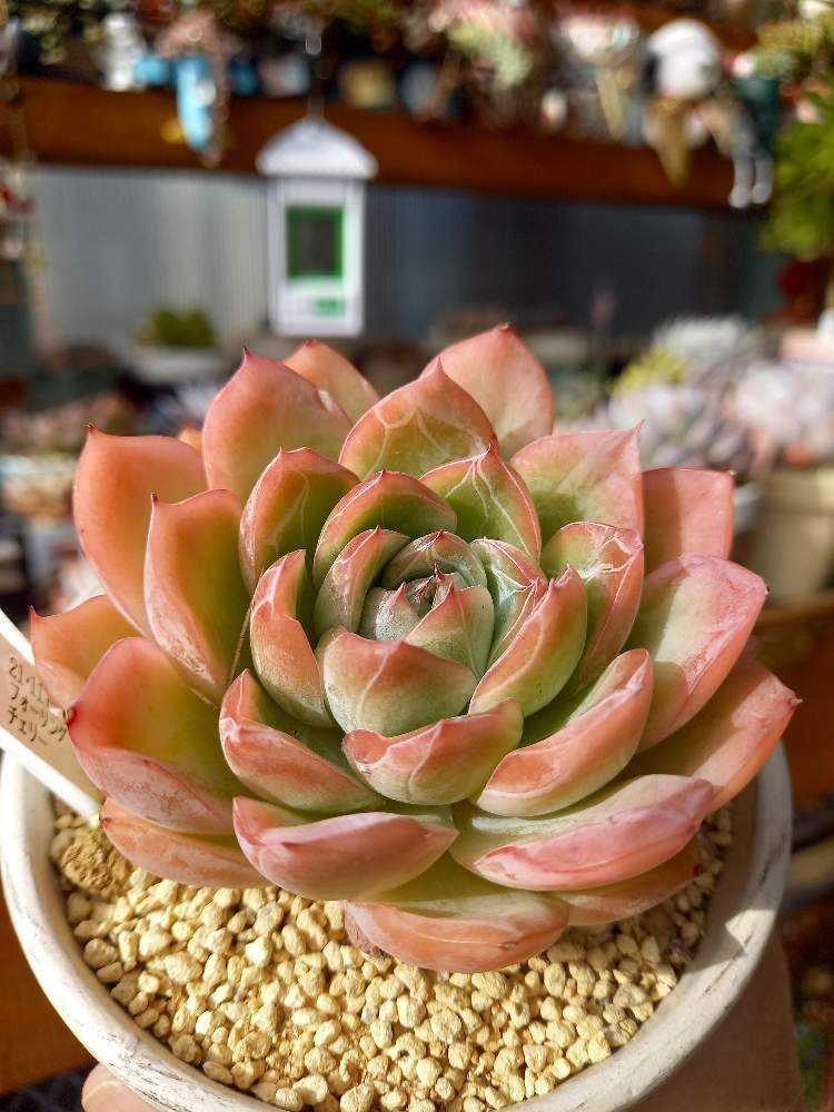 429🌹🌹フォーリングチェリー｜🍀GreenSnap（グリーンスナップ）