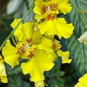 オンシジウム,温室,ラン科,新宿御苑,黄色い花の画像