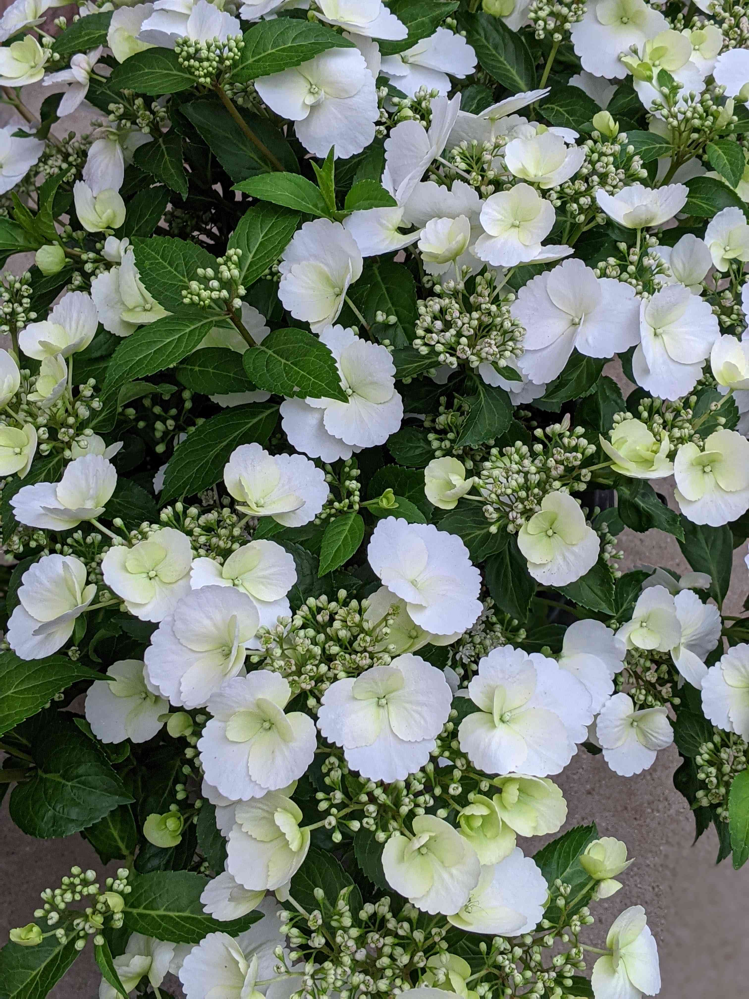 ラグランジア® ブライダルシャワー | PROVEN WINNERS (PW)【植物