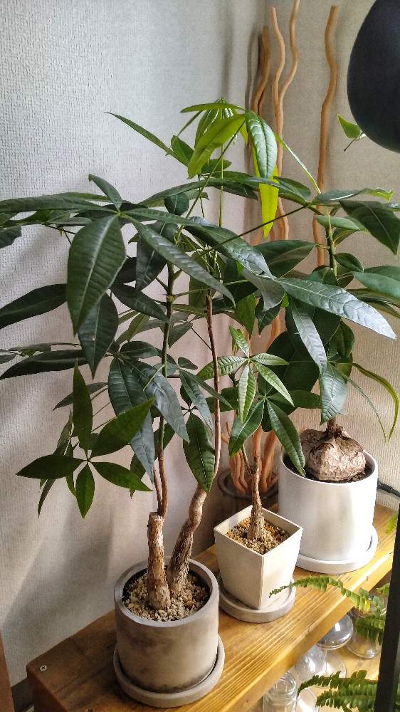 観葉植物の投稿画像 By ｋｙｏｅさん 芯止めと観葉植物初心者とゴバンノアシと実生パキラとパキラ とバリントニアとパキラと部屋と観葉植物と芯止めと観葉植物初心者とゴバンノアシと実生パキラとパキラ 22月12月10日 Greensnap グリーンスナップ