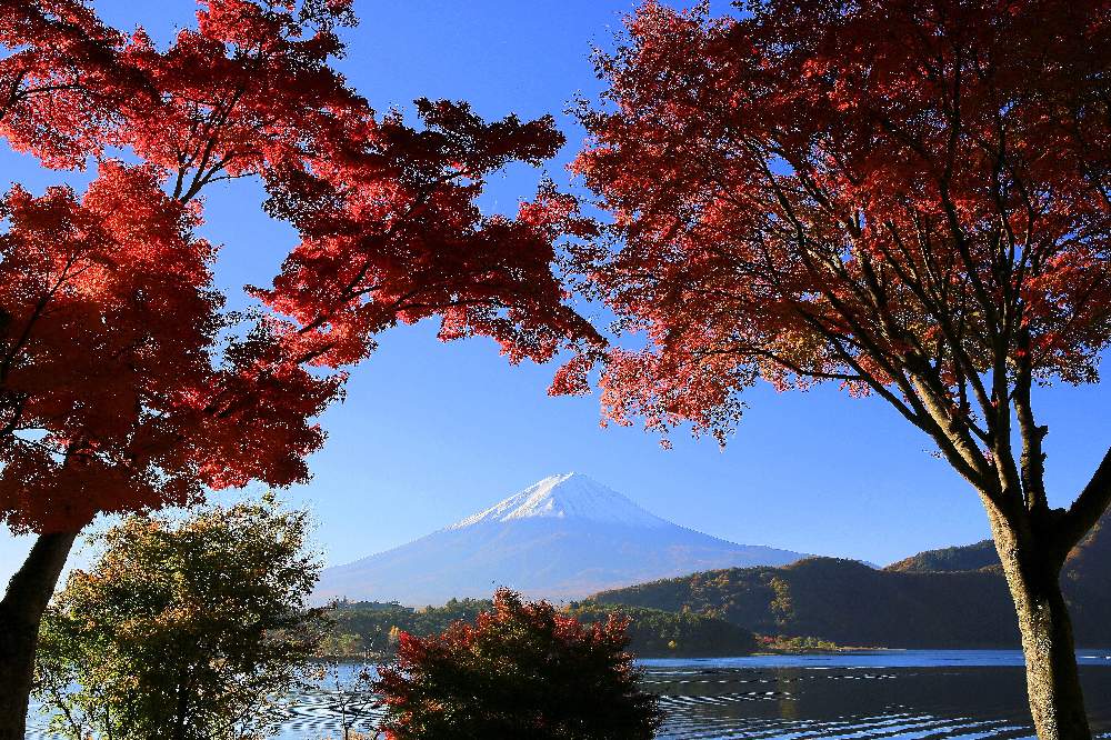 お出かけ先の投稿画像 By Misaoiさん もみじ紅葉と美しい自然ともみじ紅葉と美しい自然 22月12月10日 Greensnap グリーンスナップ Greensnap グリーンスナップ