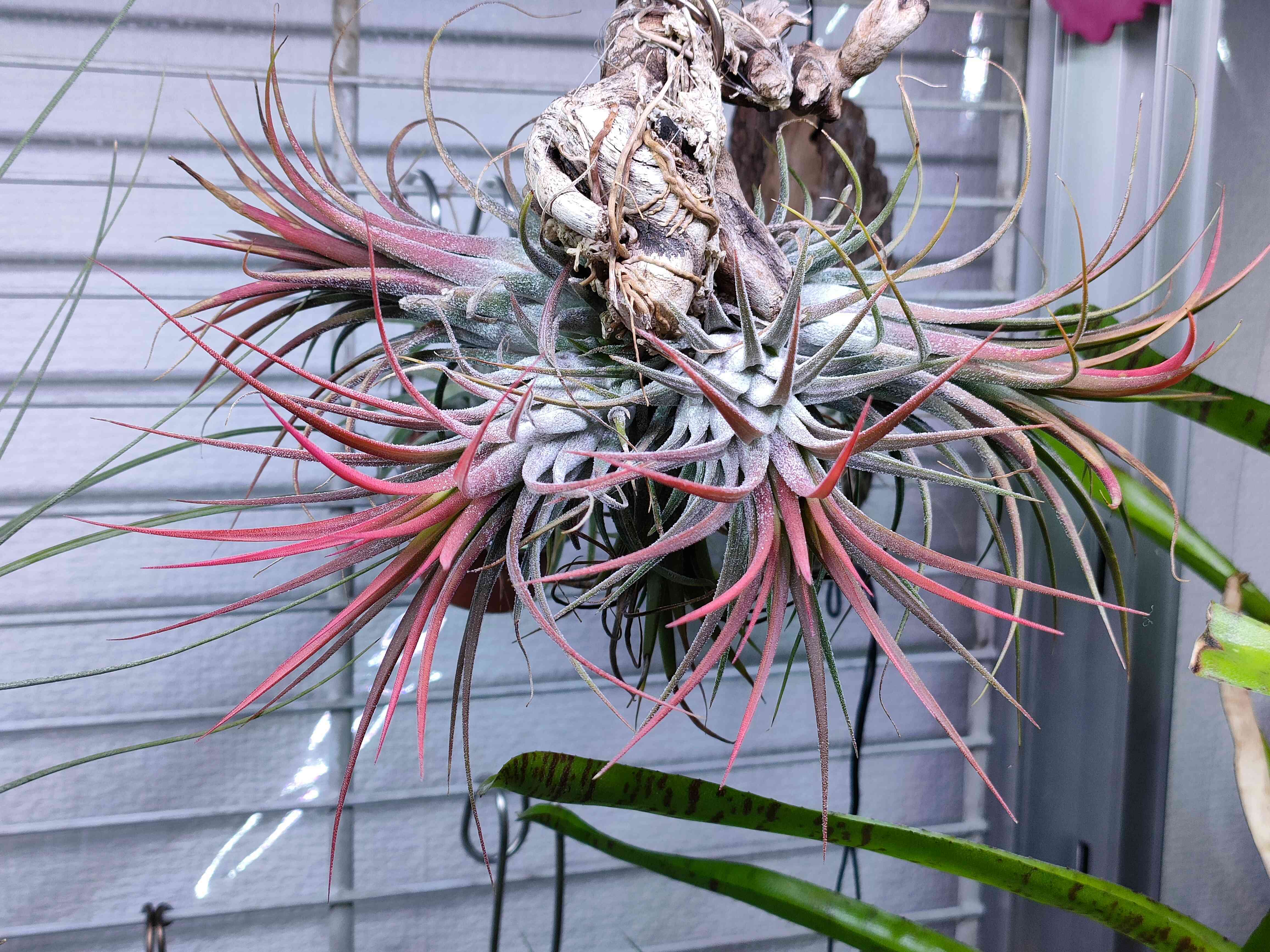 チランジア イオナンタ クンゾウ 開花株 今季ラスト チランジア イオナンタ ニザンダ Tillandsia ionantha Nizanda